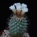 Strombocactus disciformis SIb