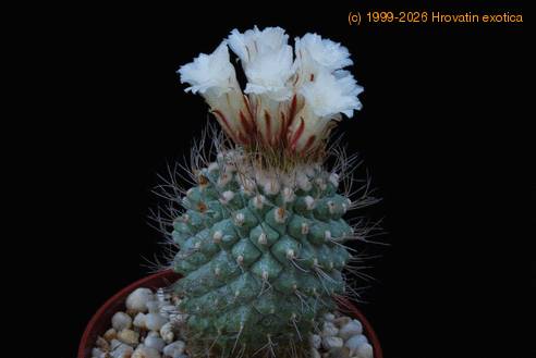 Strombocactus disciformis SIb