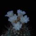 Strombocactus disciformis SIf