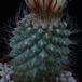 Strombocactus disciformis SIt