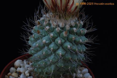 Strombocactus disciformis SIt