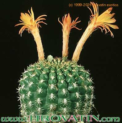 Submatucana intertexta 321