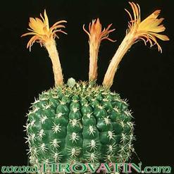 Submatucana intertexta