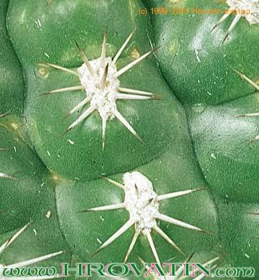 Submatucana intertexta thorn 323