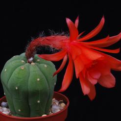 Submatucana madisoniorum