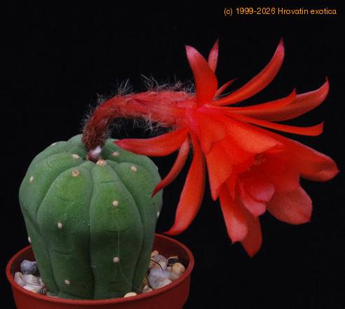 Submatucana madisoniorum PP20107