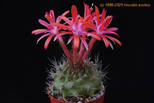 Submatucana paucicostata SIb