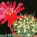 Sulcorebutia 182