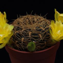 Sulcorebutia candiae