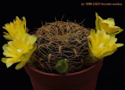 Sulcorebutia candiae PP1