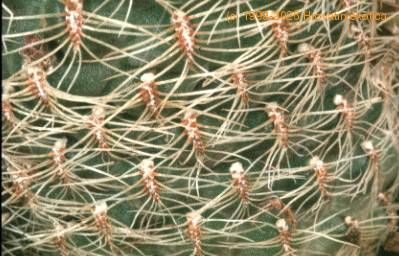 Sulcorebutia crispata-100