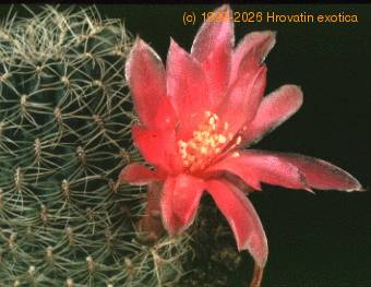 Sulcorebutia crispata-99