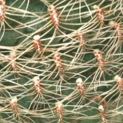 Sulcorebutia crispata