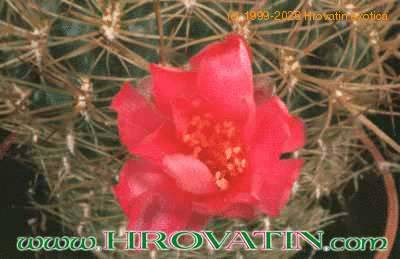 Sulcorebutia cylindrica v magenta flower 102