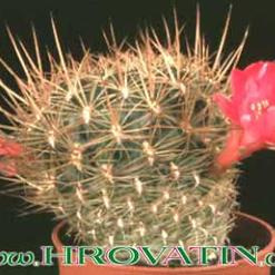 Sulcorebutia cylindrica v. magenta