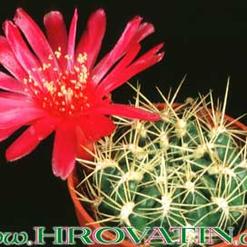 Sulcorebutia