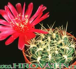 Sulcorebutia