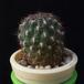Sulcorebutia tiraquensis MOP