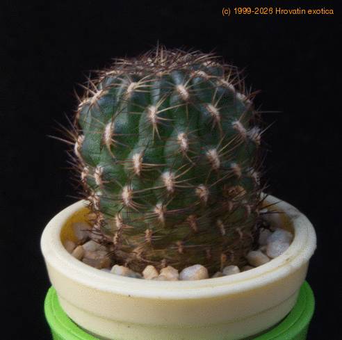 Sulcorebutia tiraquensis MOP