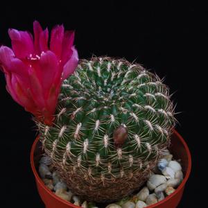 Sulcorebutia verticillacantha v. minima