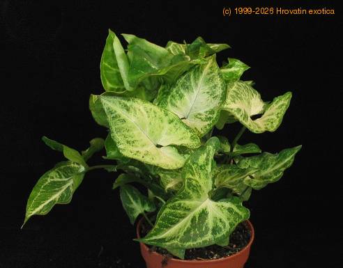 Syngonium pixie
