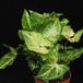 Syngonium pixie SIb