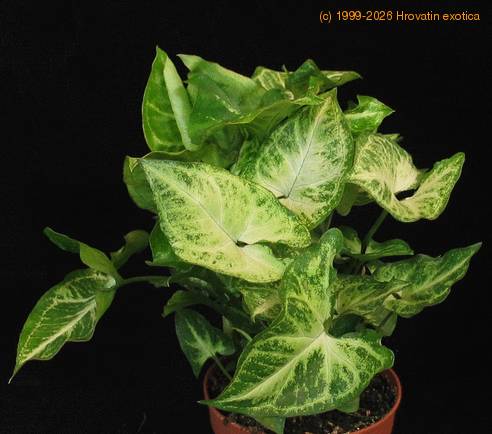 Syngonium pixie SIb