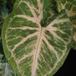 Syngonium pixie SIl
