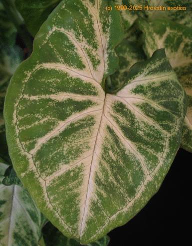 Syngonium pixie SIl