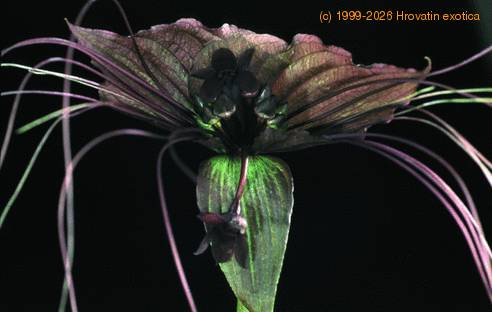 Tacca chantrieri SIb