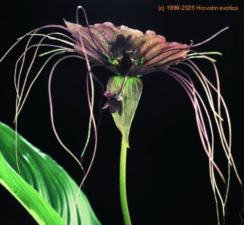 Tacca chantrieri SIf