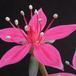 Tacitus bellus flower