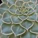 Tacitus bellus leaf