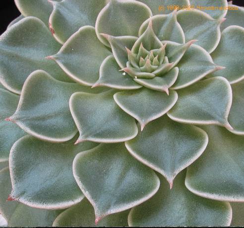Tacitus bellus leaf