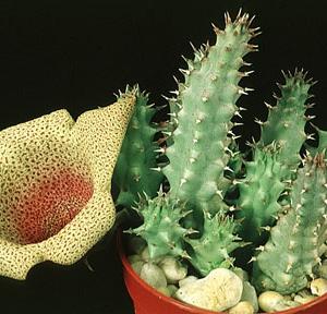 Tavaresia angolensis