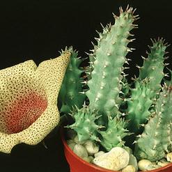 Tavaresia angolensis