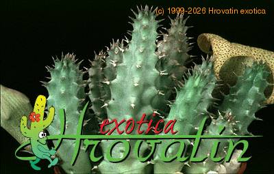 Tavaresia angolensis leaf 11099