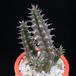 Tavaresia angolensis MOP