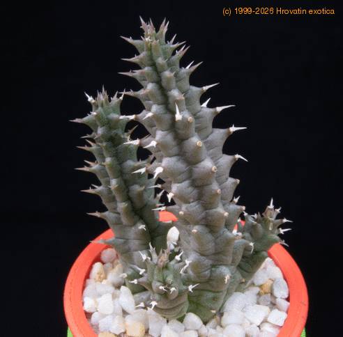 Tavaresia angolensis MOP