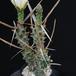 Tephrocactus articulatus strobiliformis SIb