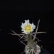 Tephrocactus articulatus strobiliformis SIf