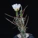 Tephrocactus articulatus strobiliformis SIt