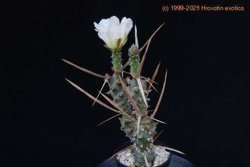 Tephrocactus articulatus strobiliformis SIt