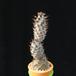 Tephrocactus inermis MOP