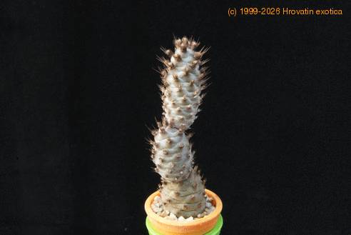 Tephrocactus inermis MOP