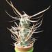 Tephrocactus papyracanthus MOP