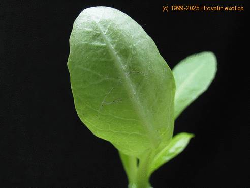 Tetranychidae Brighamia insignis SIm