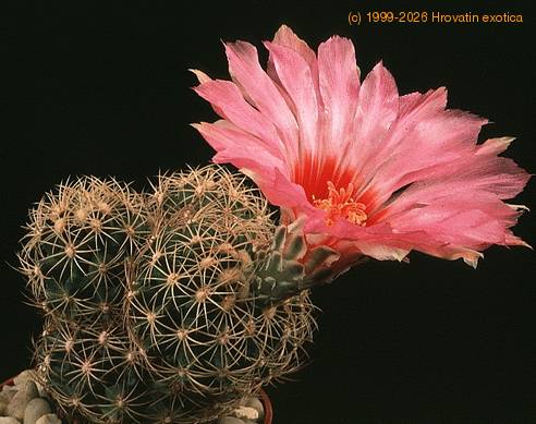 Thelocactus bicolor SIb 2