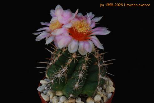 Thelocactus bicolor SIb