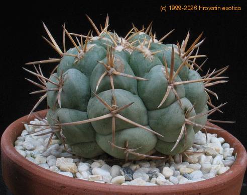 Thelocactus hexaedrophorus